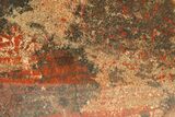 Polished Petrified Wood (Araucarioxylon) - Arizona #284320-1